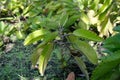 Bryophyllum daigremontiana