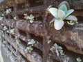 Bryophyllum daigremontiana plant grow on dirty wall