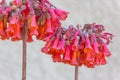 Blooming Red Yucca Royalty Free Stock Photo