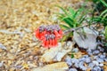 Bryophyllum delagoense flower bloom