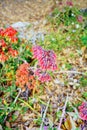 Bryophyllum delagoense flower bloom