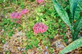 Bryophyllum delagoense flower bloom