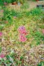 Bryophyllum delagoense flower bloom