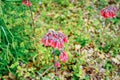 Bryophyllum delagoense flower bloom