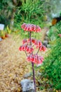 Bryophyllum delagoense flower bloom