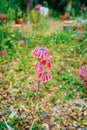 Bryophyllum delagoense flower bloom