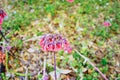 Bryophyllum delagoense flower bloom