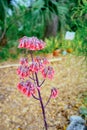 Bryophyllum delagoense flower bloom