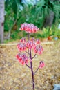 Bryophyllum delagoense flower bloom