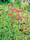 Bryophyllum delagoense flower bloom