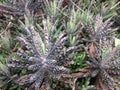 Bryophyllum Delagoense Plant Growing in Florida.