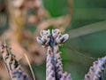 Bryophyllum delagoense is a succulent plant native to Madagascar