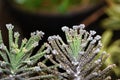 Bryophyllum delagoensis blooms