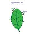 Of a Bryophyllum leaf with buds, exhibiting asexual reproduction in plants