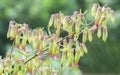Bryophyllum pinnatum flowers bloom Royalty Free Stock Photo