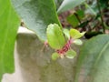 Bryophyllum pinnatum Plant with Roots