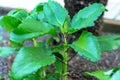 Bryophyllum pinnatum tree in the garden