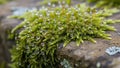 Bryophyta covered in dewdrops sprawls across a textured stone Royalty Free Stock Photo