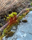 Bryophyta or leaf moss that srows and attaches to stones, this moss is green.