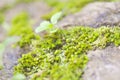 Bryophyta, moss on the rock Royalty Free Stock Photo