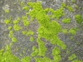 Moss plants are a collection of small plants that are included in Bryophytina.