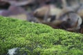 Bryophyta on the surface of the drain