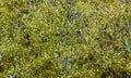 Bryophyte Flora, green moss on the sand on the shore of a pond, Ukraine