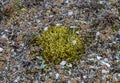 Bryophyte Flora, green moss on the sand on the shore of a pond, Ukraine