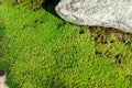 Bryophyte plant and boulder as a background Royalty Free Stock Photo