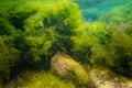 Bryopsis, Ulva, cladophora green algae in laminar flow, low salinity Black sea biotope aquascape, coquina stone littoral zone