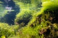 Bryopsis, Ulva, cladophora green algae in storm weather, laminar flow, low salinity Black sea biotope aquascape, coquina stone