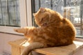 Bsg red exotic cat is sitting by the window. Funny pets. Washes, plays, poses