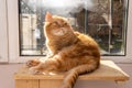 Bsg red exotic cat is sitting by the window. Funny pets. Washes, plays, poses