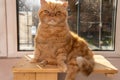 Bsg red exotic cat is sitting by the window. Funny pets. Washes, plays, poses