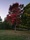 August tree red leaps