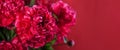 ÃÂbstract romance background with delicate red peonies flowers, close-up