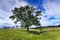 Btop Tree Meadow Hor Royalty Free Stock Photo