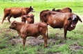 BTops 5 cows close Royalty Free Stock Photo