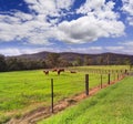 BTops Farm Cattle Wire Fence Royalty Free Stock Photo