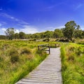 BTops Swamps Boardwalk Royalty Free Stock Photo