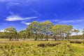 BTops Swamps Gumtree Royalty Free Stock Photo