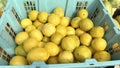 Buah Jeruk - Pile of fresh yellow citrus fruits in basket