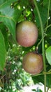 Buah Markisa fruit Markisa Royalty Free Stock Photo
