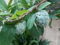 buah sarikaya or custard apple balanagar or sharifa fruit or shareefa or international dragon fruit or sugar apple