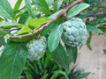 buah sarikaya or custard apple balanagar or sharifa fruit or shareefa or international dragon fruit or sugar apple