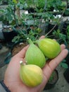 buah tin dengan rasa yang manis