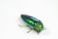 Buautiful buprestis beetle on white background