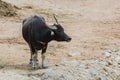 Bubalus arnee in the zoo. Royalty Free Stock Photo