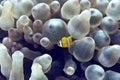 Bubble anemone and anemonefish Royalty Free Stock Photo