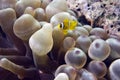 Bubble anemone and anemonefish Royalty Free Stock Photo
